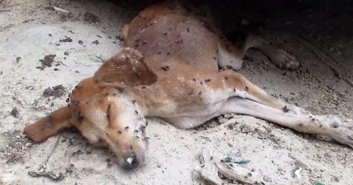 Even The Flies Thought He Was Dead