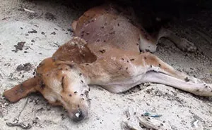 Even The Flies Thought He Was Dead