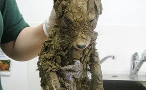A Mysterious Animal Found In Mud Couldn't Be Identified Until They Cleaned Him