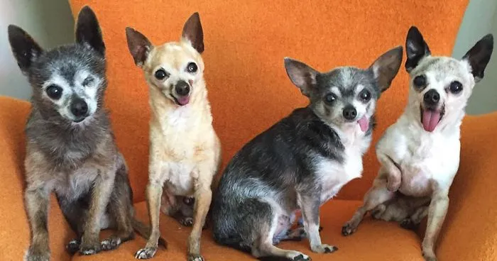 Old Toothless Chihuahuas Adopted Together Just Raised The Bar Of #SquadGoals