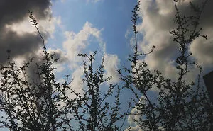 Dance With Mr Tree And Mrs Clouds!