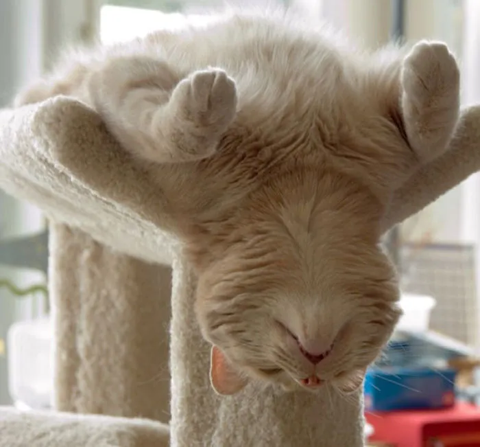 Sleeping Cat