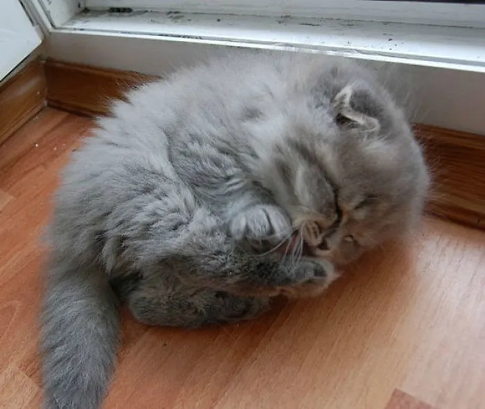 Baby Wigglefloof