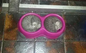 50 Pics That Prove Cats Can Sleep Purrretty Much Anywhere