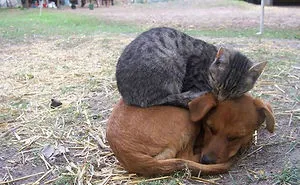 50 Pics That Prove Cats Can Sleep Purrretty Much Anywhere