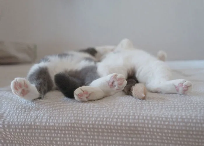 Sleeping Buddies