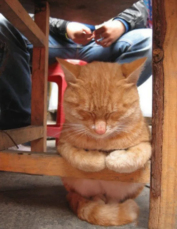 Sleeping Cat