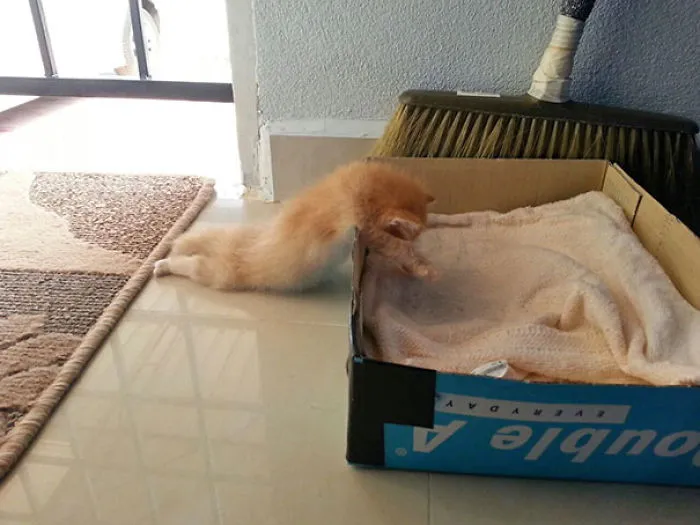 My Friend Cat Is So Sleepy It Fall Asleep Halfway