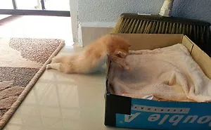 50 Pics That Prove Cats Can Sleep Purrretty Much Anywhere