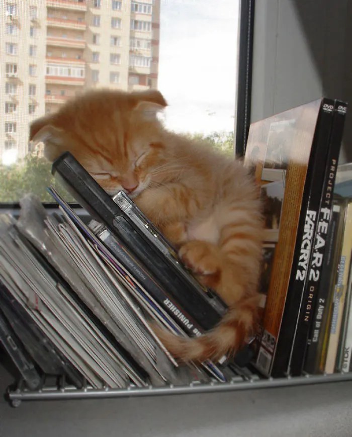 Sleeping Cat