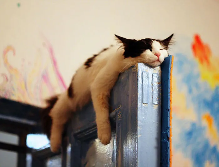 Sleeping Kitty