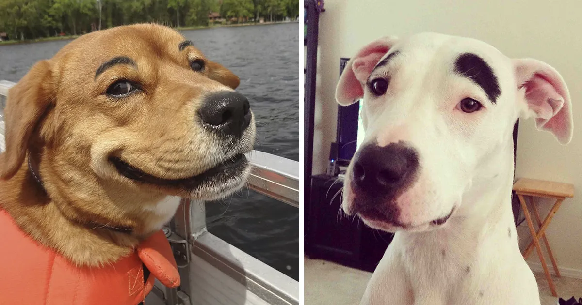 39 Funny Images of Dogs With Eyebrows