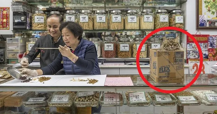 Photographer Documents The Secret Lives Of Cats Living in Hong Kong's Stores (47 Pics)