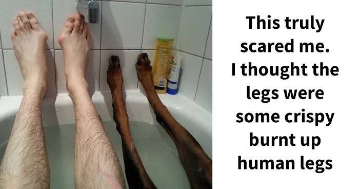 109 Dog Posts On Tumblr That Are Impossible To Get Through Without Smiling