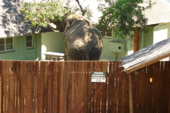 47 Dangerous Dogs Behind Beware Of Dog" Signs"