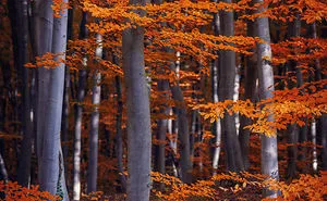 Out, Hugging Trees