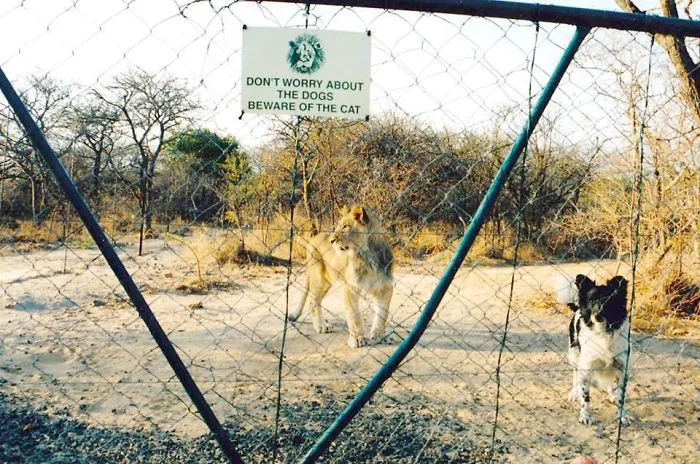 47 Dangerous Dogs Behind Beware Of Dog" Signs"