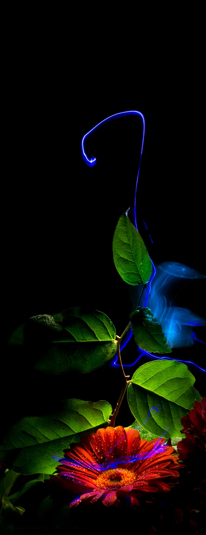 Floraltricity