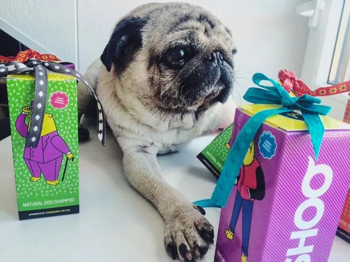 From Now Puppy Has Its Own Natural Shampoo "Shoo Shampoo"