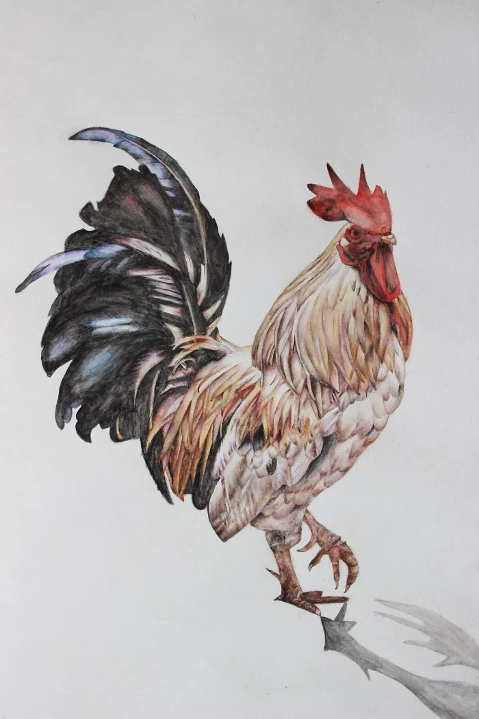 It's A Rooster (as You Know). I Drew It With Watercolor.