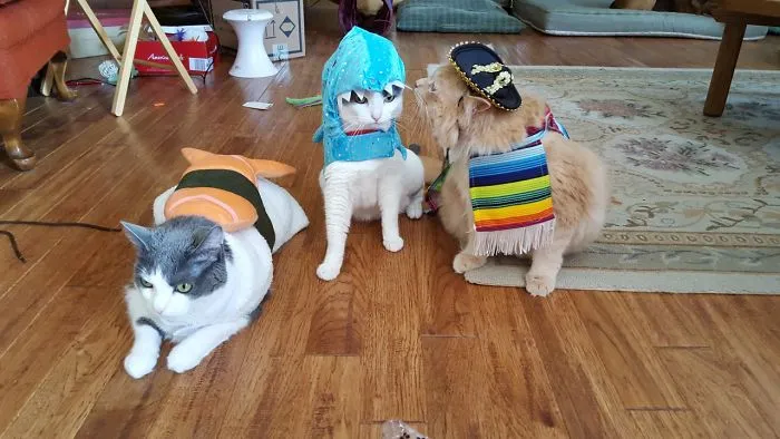 A Mexican, A Shark, & Some Sushi