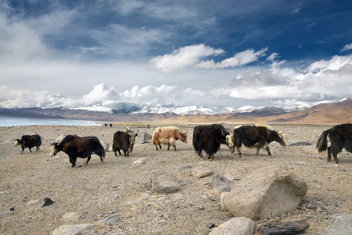 Yaks Wander In The Pamir Mountains In Eastern Tajikistan