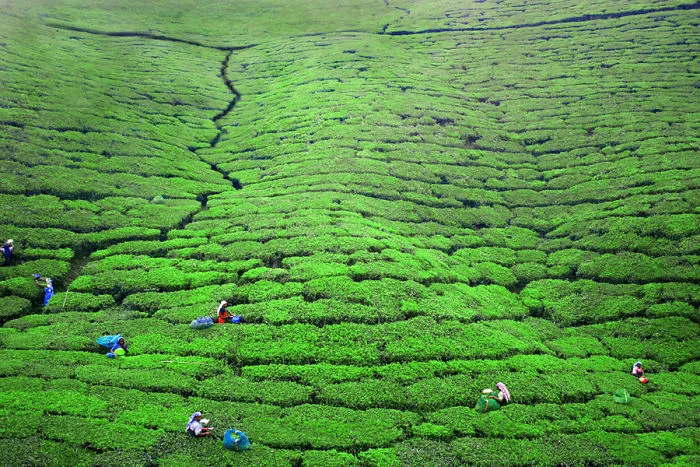 Tea Plantations, Nuwara Eliya, Sri Lanka
