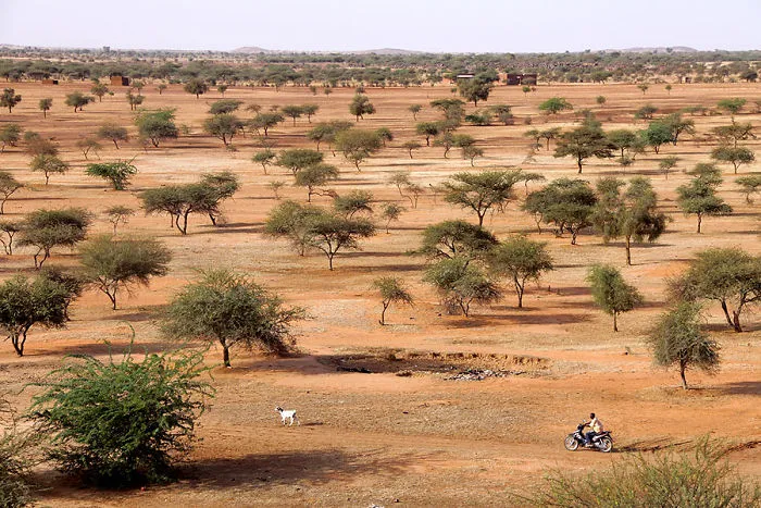In The Bush, Gorom Gorom