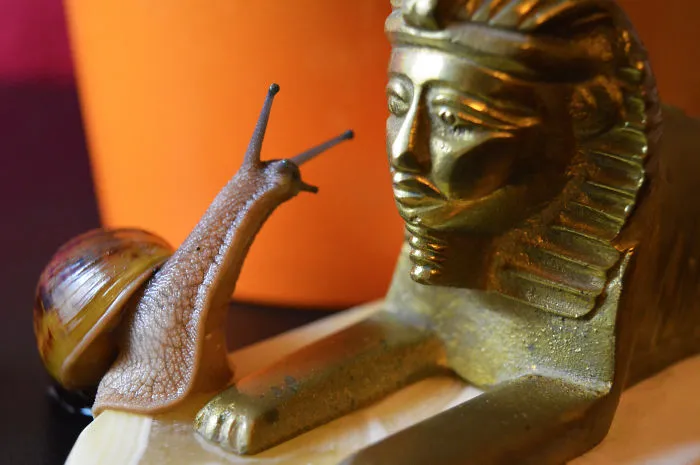 20+ Photos That Will Make You Want A Pet Snail