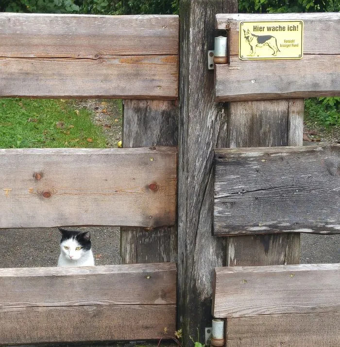 47 Dangerous Dogs Behind Beware Of Dog" Signs"