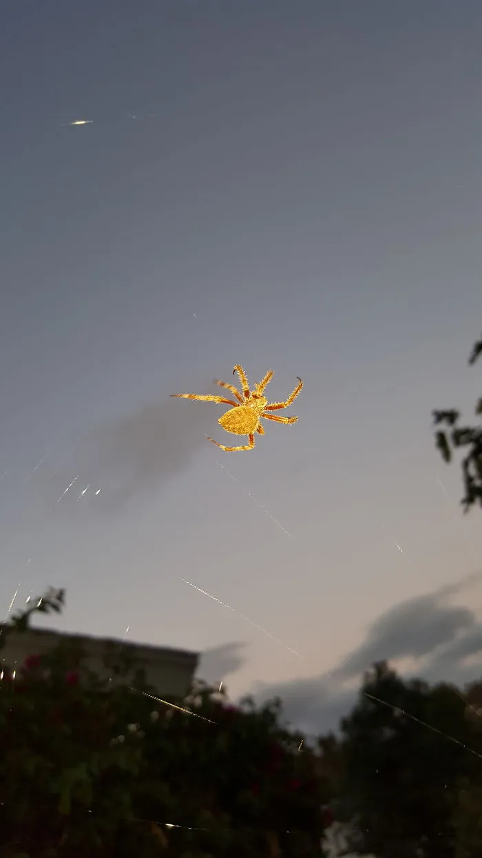 The Prettiest Spider