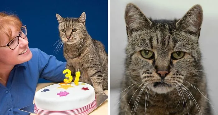 World's Oldest Cat Is 31 And Still Has Many Lives Left