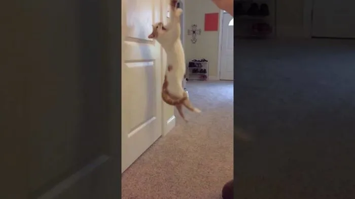 My Cat In Slo-Mo