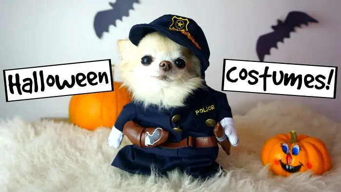 Cute Chihuahua Puppy Halloween Photoshoot