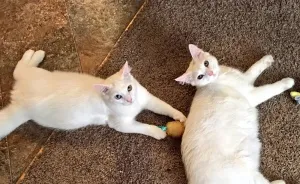 I Adopted Precious Cat-Brothers Romulus And Remus