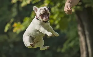 These Dogs Are Having A Birthday Party