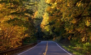 The Day I Went Searching For Autumn