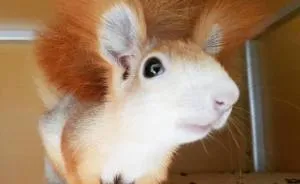 Adventures Of My Siberian Squirrel Fluffy