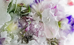 I Photograph The Beauty Of Half Frozen – Half Alive Flowers