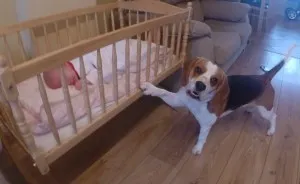 Sweet Dog Puts His Baby Sister To Sleep In A Swing Crib