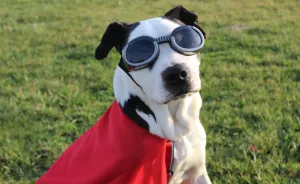I Save Shelter Dogs One Photo At A Time