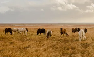 I Spent A Week In Iceland, My Heart Will Stay There Forever