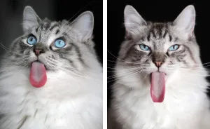 Meet Thorin, My Cat With The Incredibly Long Tongue