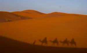 Camels Into The Sahara To Fall Asleep Under The Stars