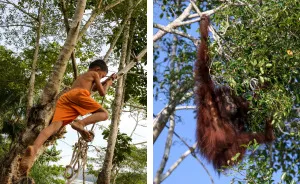 I've Photographed Kids Of Both Human & Non-Human Primates To Show Nature Conservation Importance For Future Generations