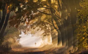 I Visited The Maple Alley In Złoty Potok, Poland To Capture The True Heart Of Autumn