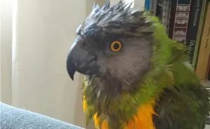 We Have A Senegal Parrot And (god Only Knows Why) He Baths Only In Foil Bag