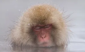 I Photograph The Human Side Of Snow Monkeys