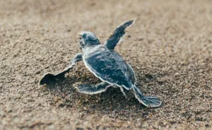 I Photographed A Baby Sea Turtle And It's Cuter Than You Could Have Ever Imagined