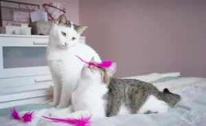 I Photograph Cats To Help Them Get Adopted